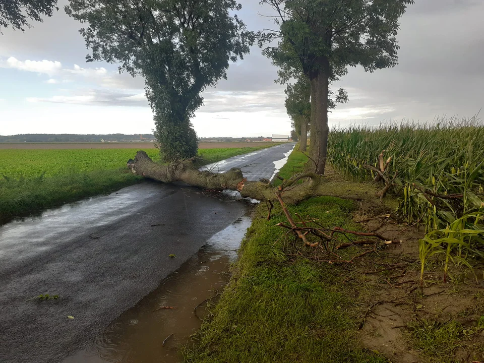 Drzewo na drodze pomiędzy Oczkowicami a Kołaczkowicami