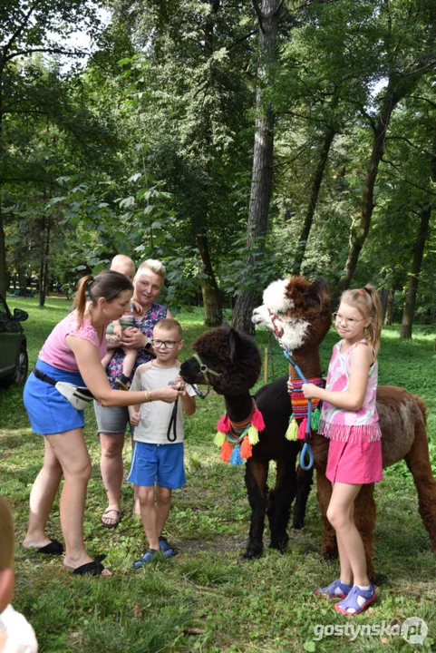 Rodzinny piknik w Pogorzeli - z alpakami i kamykami