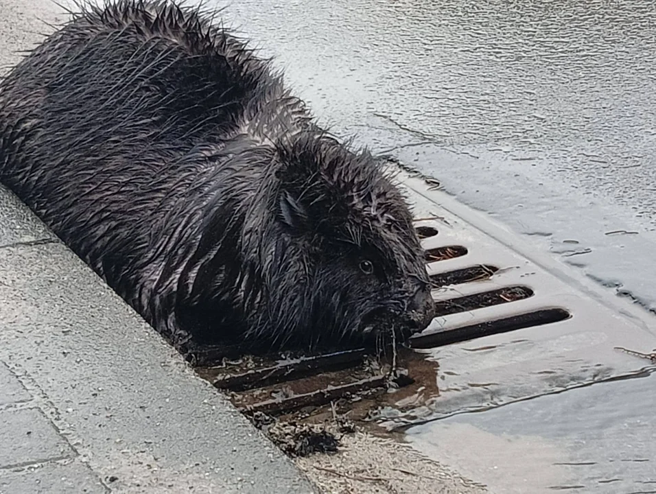 Nietypowy gość na ulicach Jarocina. Interweniowała policja i weterynarz