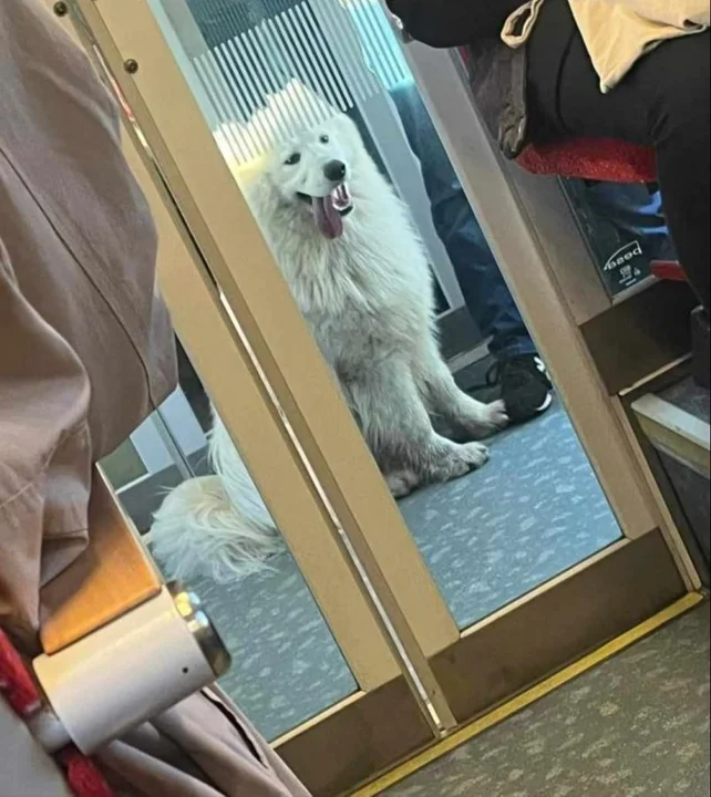 Happy wsiadł do pociągu w Chociczy, a wysiadł w Środzie Wlkp. Nietypowa historia psiego podróżnika