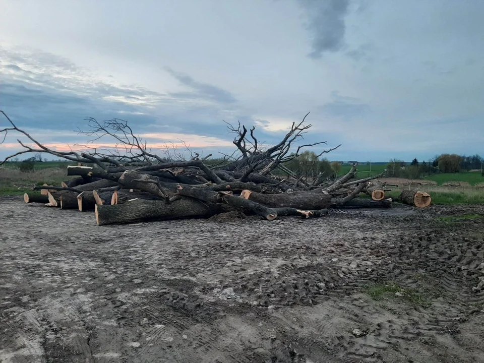 Wycięto ponad 20 drzew w Siedleminie