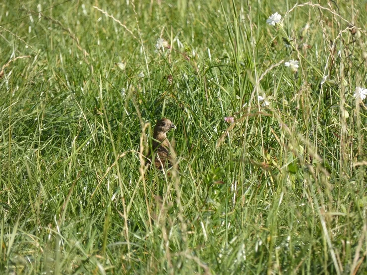 Wypuścili kuropatwy na terenie powiatu pleszewskiego