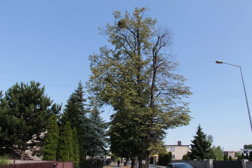 Suche gałęzie na drzewach na ul. Marszewskiej