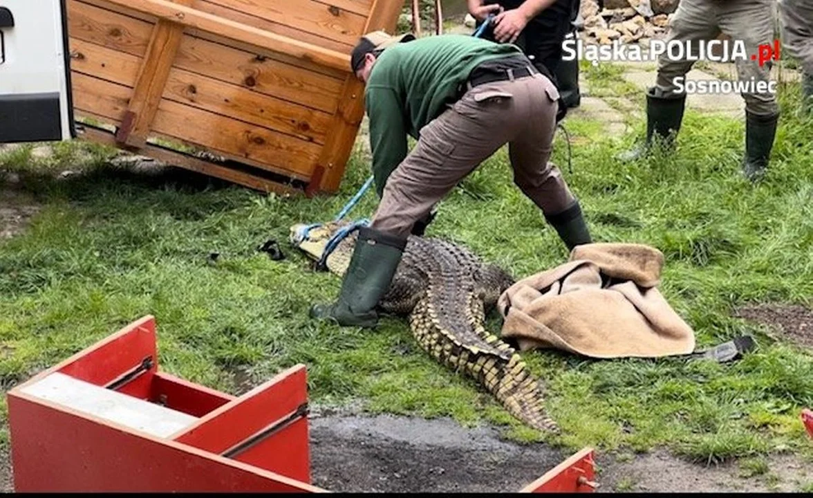 Przetrzymywał krokodyla w domu jednorodzinnym. Zwierzę trafiło do ZOO w Poznaniu