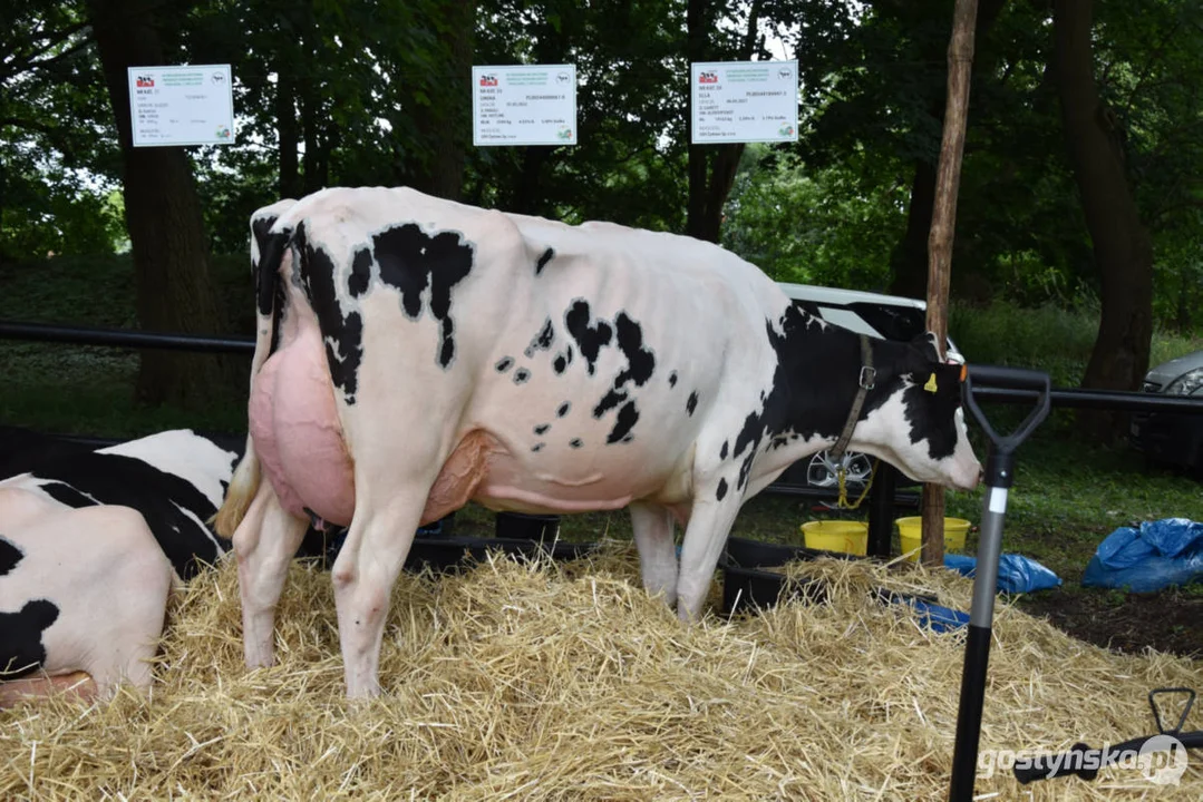 Jubileuszowa, bo XV Regionalna Wystawa Zwierząt Hodowlanych w Pudliszkach