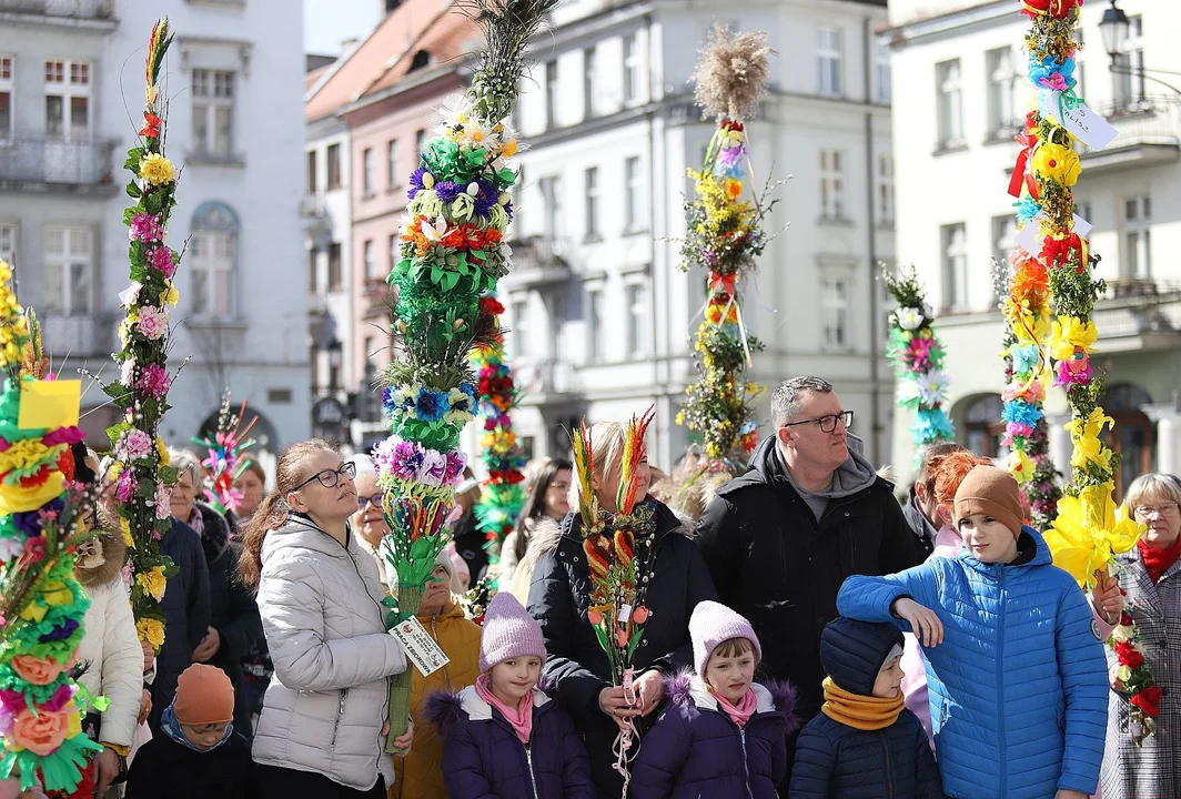 Najdłuższe palmy miały ponad 3 metry