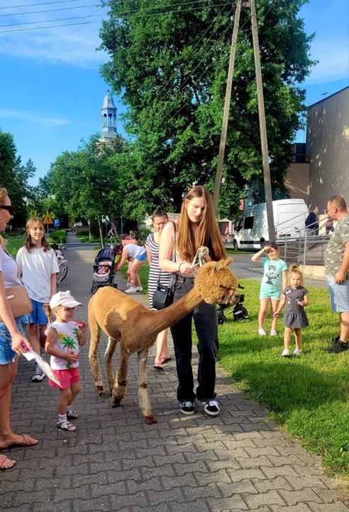 Mobilna zagroda z alpakami w Borku Wlkp.