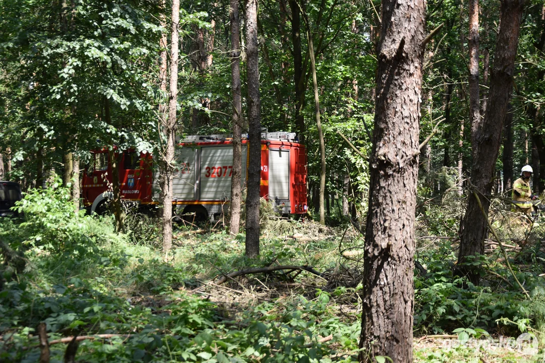 Pożar lasu na granicy powiatu gostyńskiego