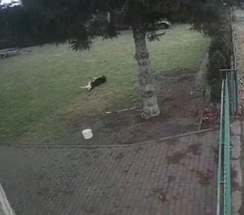Ktoś zabił psa w Pleszewie? Mieszkanka ostrzega i pokazuje nagrania z kamer [WIDEO] - Zdjęcie główne