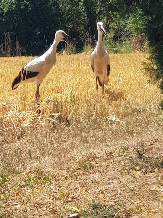 Bociany w powiecie gostyńskim zwiastują wiosnę