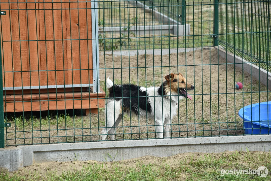 Rozbudowane przytulisko dla psów w Poniecu