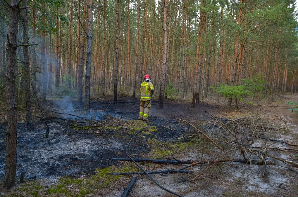 Pożary lasów w gminie Jarocin