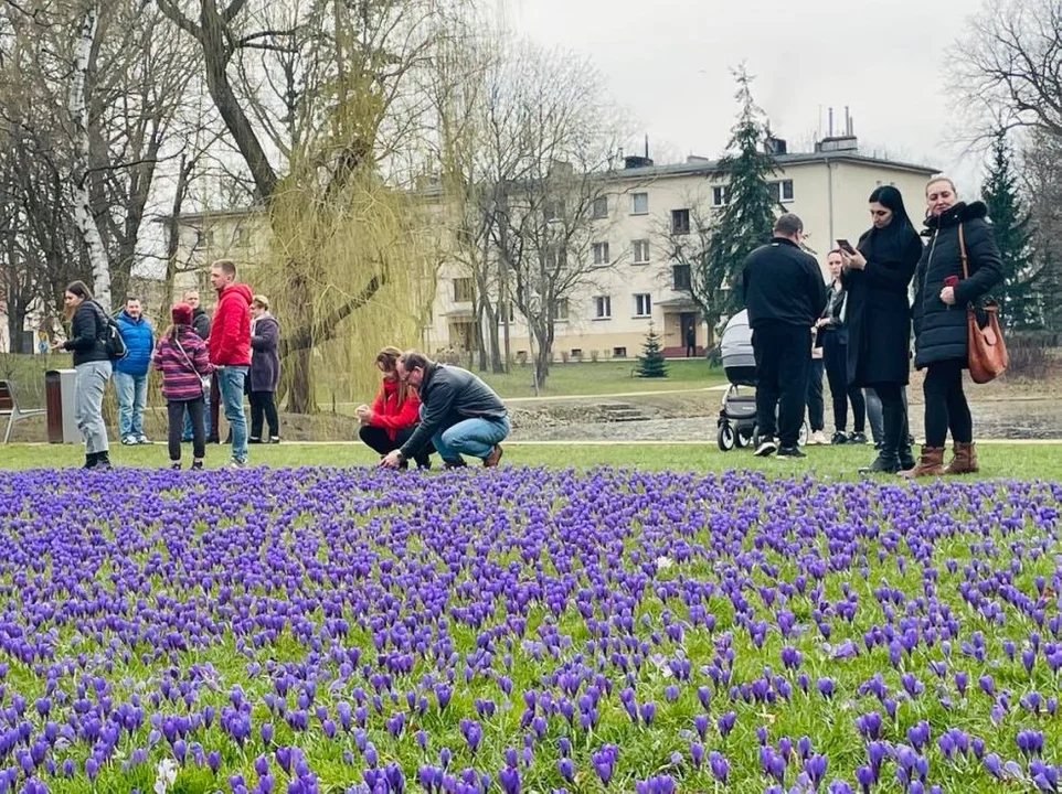 Tłumy w Parku Radolińskich w Jarocinie. Krokusy zachwycają, plac zabaw rozczarowuje [ZDJĘCIA] - Zdjęcie główne