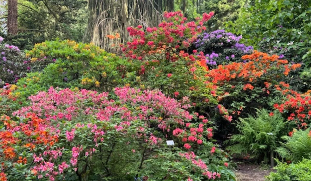 Ogromne rododendrony i obłędnie kolorowe azalie w Arboretum w Kórniku