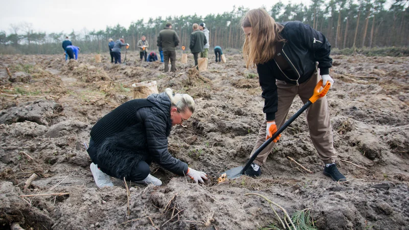 Dziennikarze jarocinska.pl i wolontariusze Fundacji Ogród Marzeń sadzili las w Roszkowie