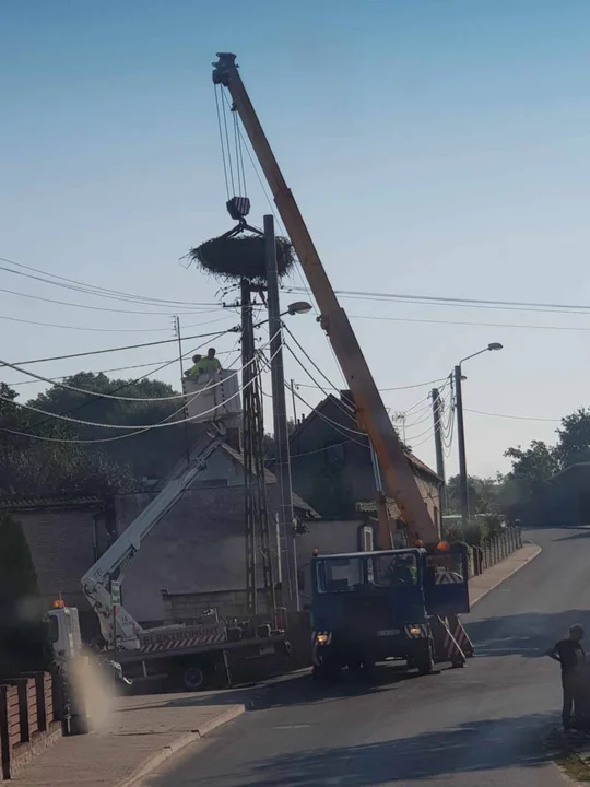 Bociany w powiecie gostyńskim zwiastują wiosnę