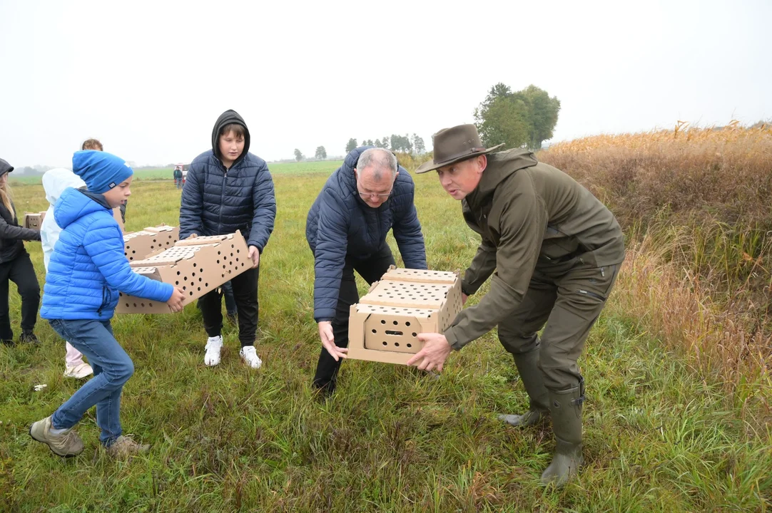 Wypuszczenie kuropatw w powiecie pleszewskim