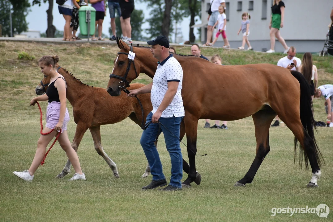 Regionalna wystawa koni hodowlanych w Pępowie