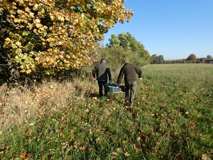 Wypuścili kuropatwy na terenie powiatu pleszewskiego