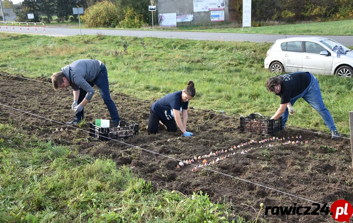 Upiększali Jutrosin sadząc kwiaty. Akcja mieszkańców [ZDJĘCIA] - Zdjęcie główne