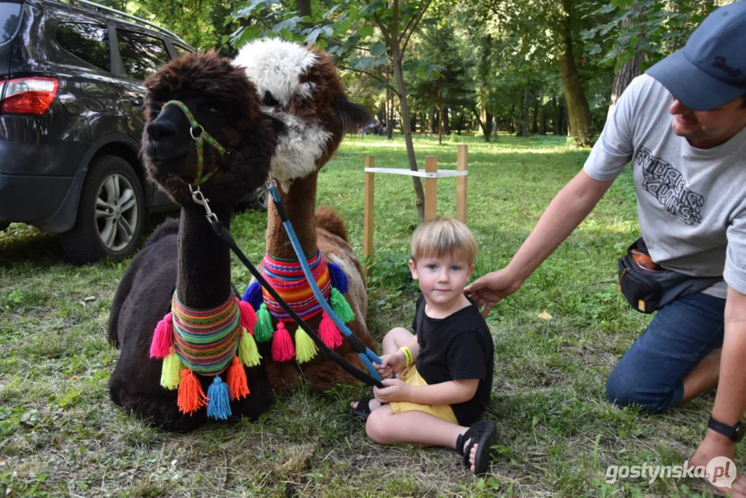 Rodzinny piknik w Pogorzeli - z alpakami i kamykami