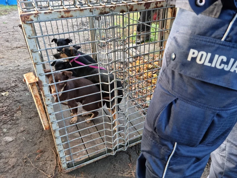 Właścicielowi grozi nawet 5 lat więzienia