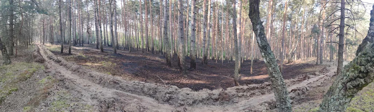 Pożar lasu na granicy powiatu krotoszyńskiego i milickiego