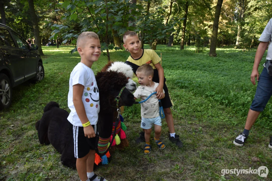 Rodzinny piknik w Pogorzeli - z alpakami i kamykami