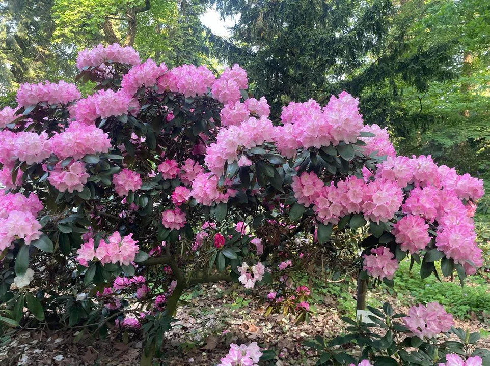 Arboretum Kórnickie