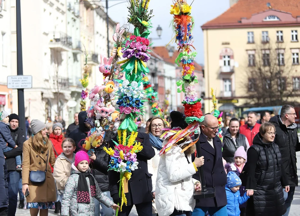 Najdłuższe palmy miały ponad 3 metry