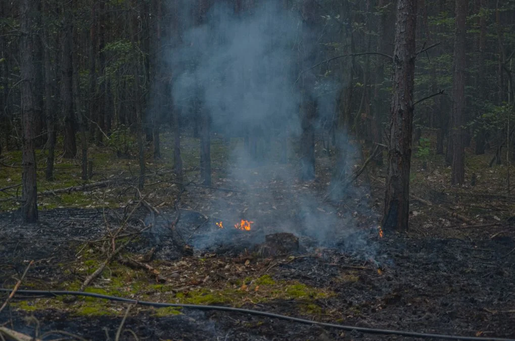 Pożary lasów w gminie Jarocin