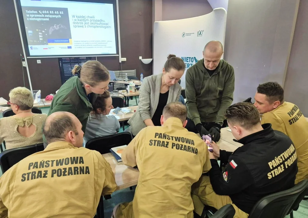 „Nietoperz w potrzebie”. Jak zareagować, gdy skrzydlate ssaki potrzebują pomocy?