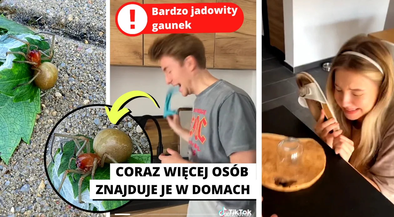 Zdjęcia kolczaka zbrojnego