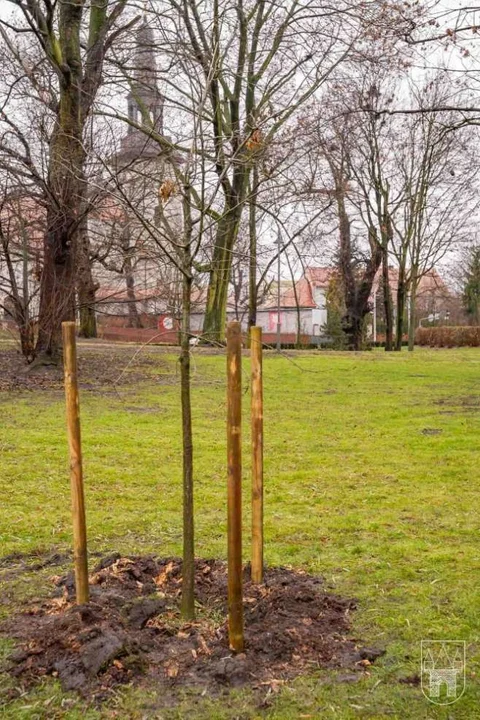 Dąb Eugeniusz został posadzony w parku Radolińskich w Jarocinie