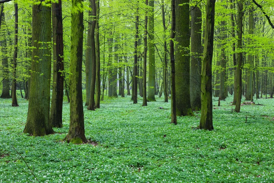 Dąbrowy Krotoszyńskie