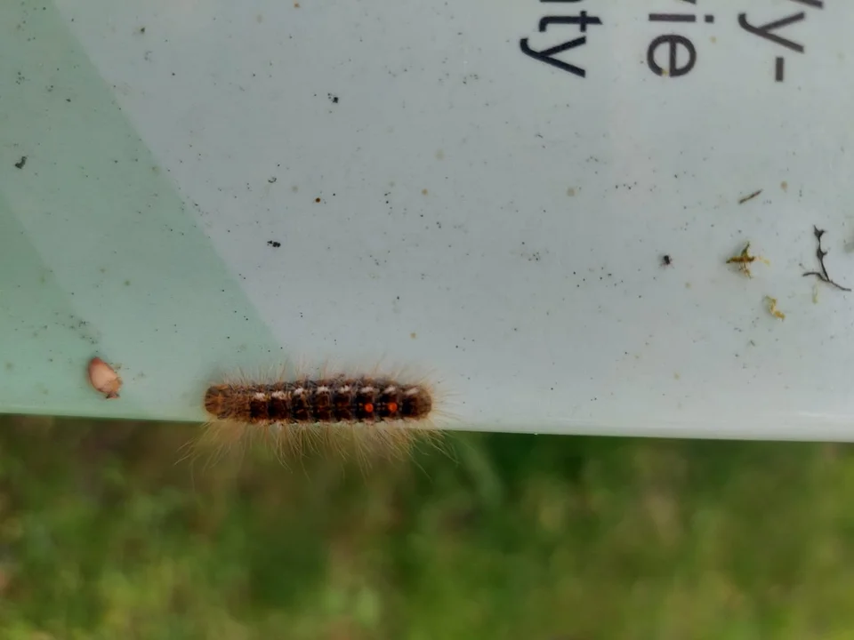 Plaga gąsienic w Krobi