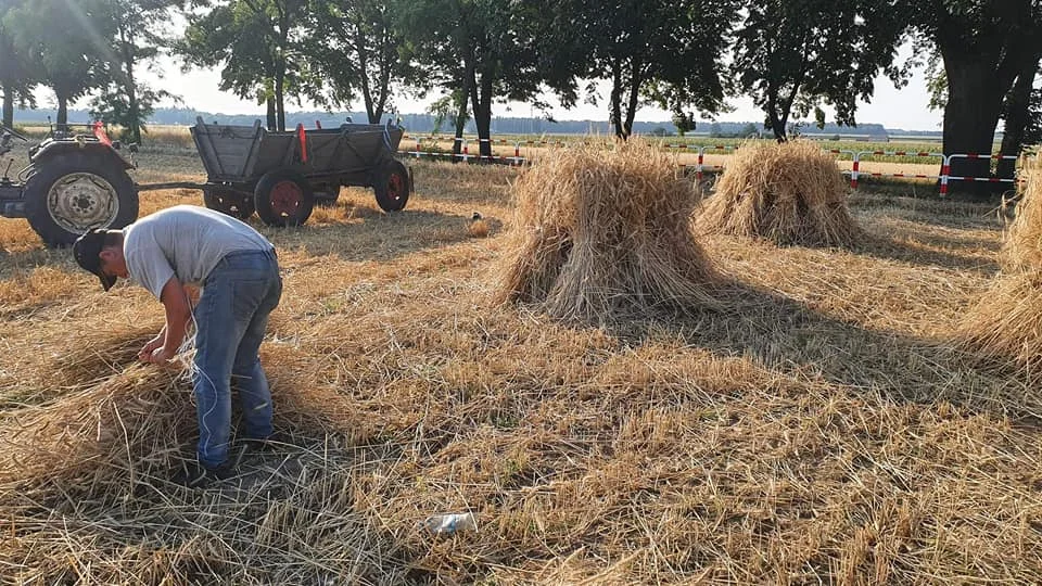 W Jedlcu zorganizowano wyjątkowe żniwa