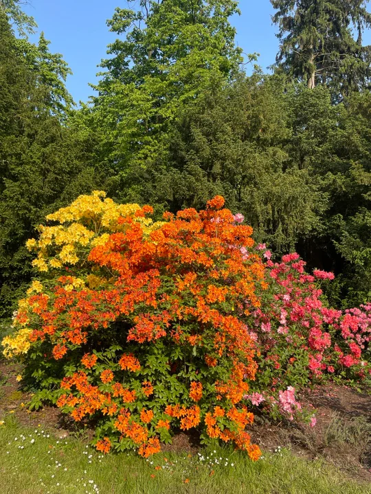 Arboretum Kórnickie