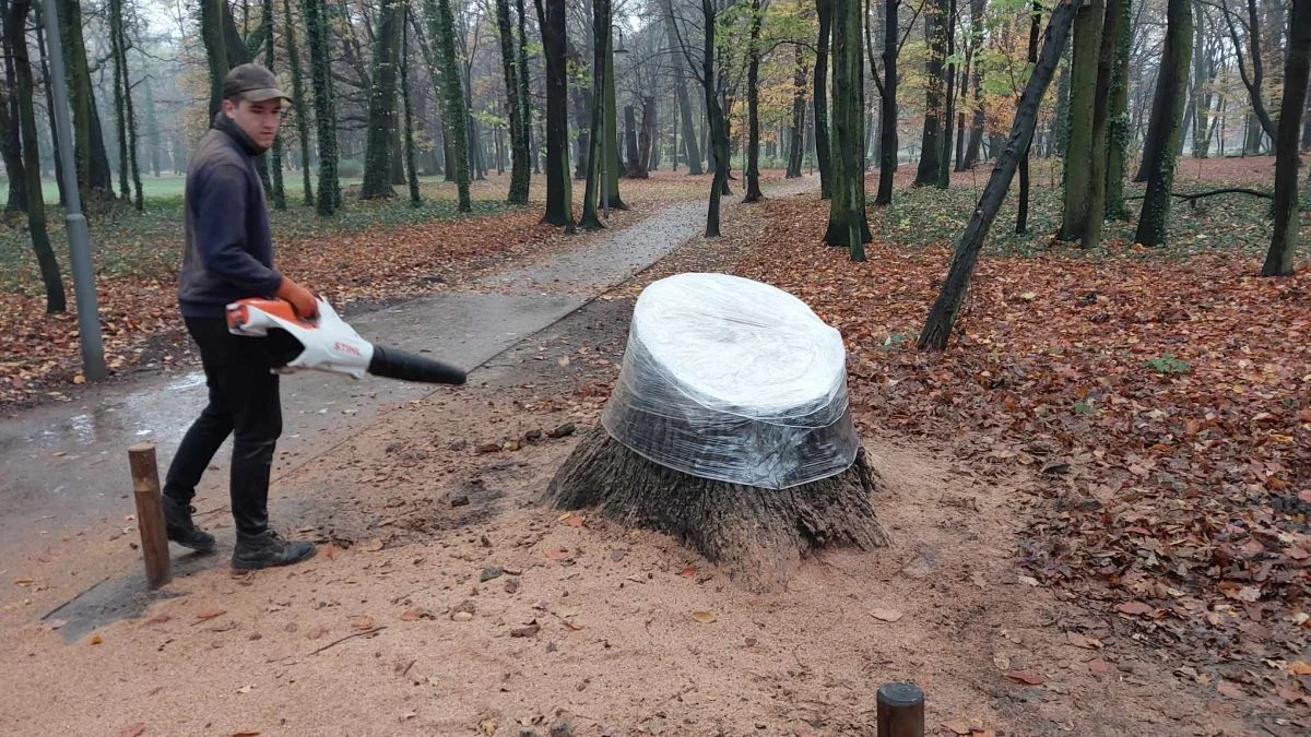 Zaznaczą ważne dla Jarocina daty na pniu dębu w parku Radolińskich