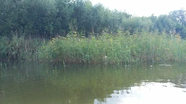 Martwy łabędź na poligonie