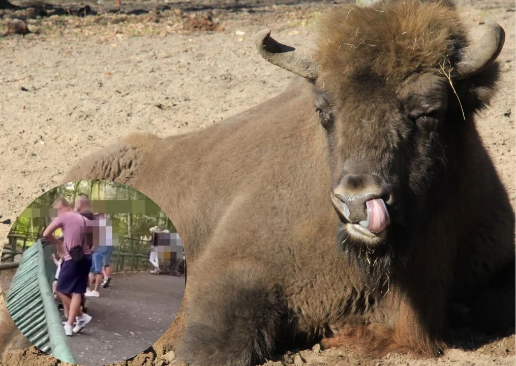 Szokujące zdarzenie w poznański nowym zoo