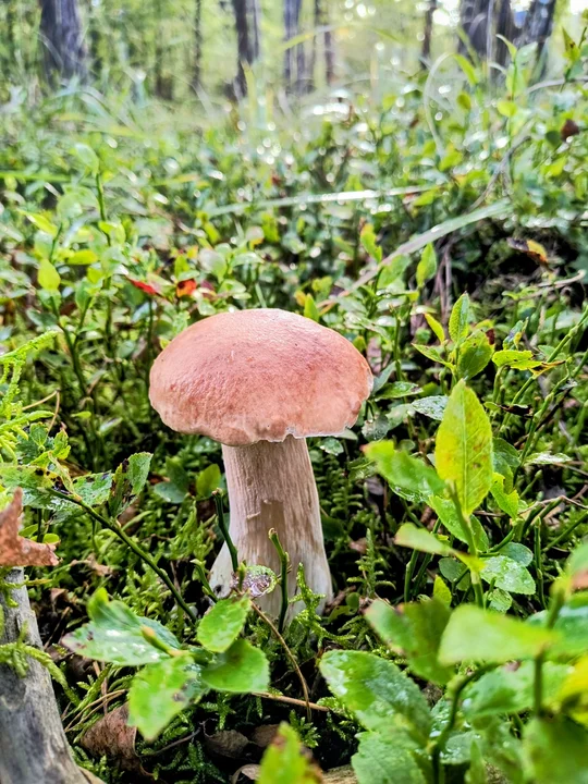 Grzybobranie w Nadleśnictwie Jarocin
