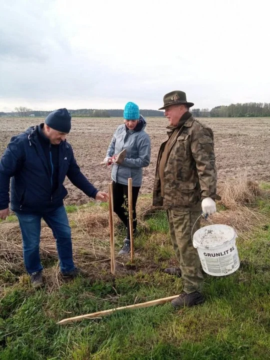 Akcja sadzenia drzew w gminie Krotoszyn