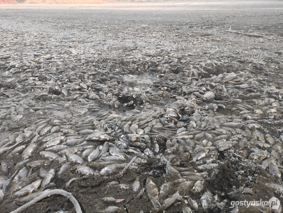 W stawie w Żytowiecku znaleziono kilka ton martwych ryb