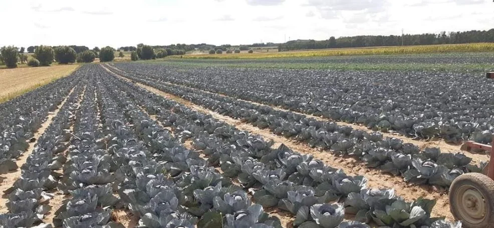 Dożynki wiejskie w Goli