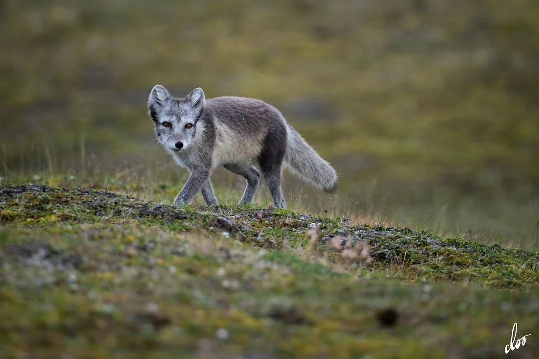 Wyprawa pleszewian na Spitsbergen