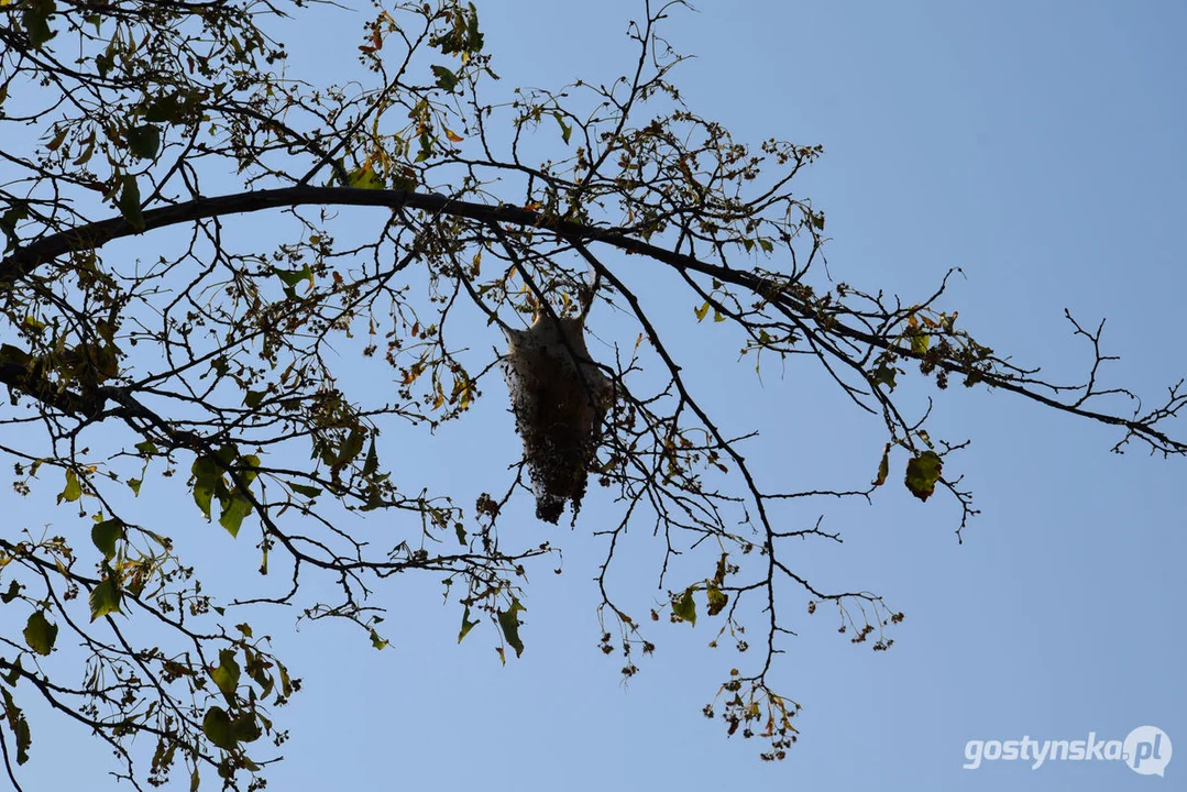 Kokony - oprzędy i gąsienice na lipach w Gostyniu