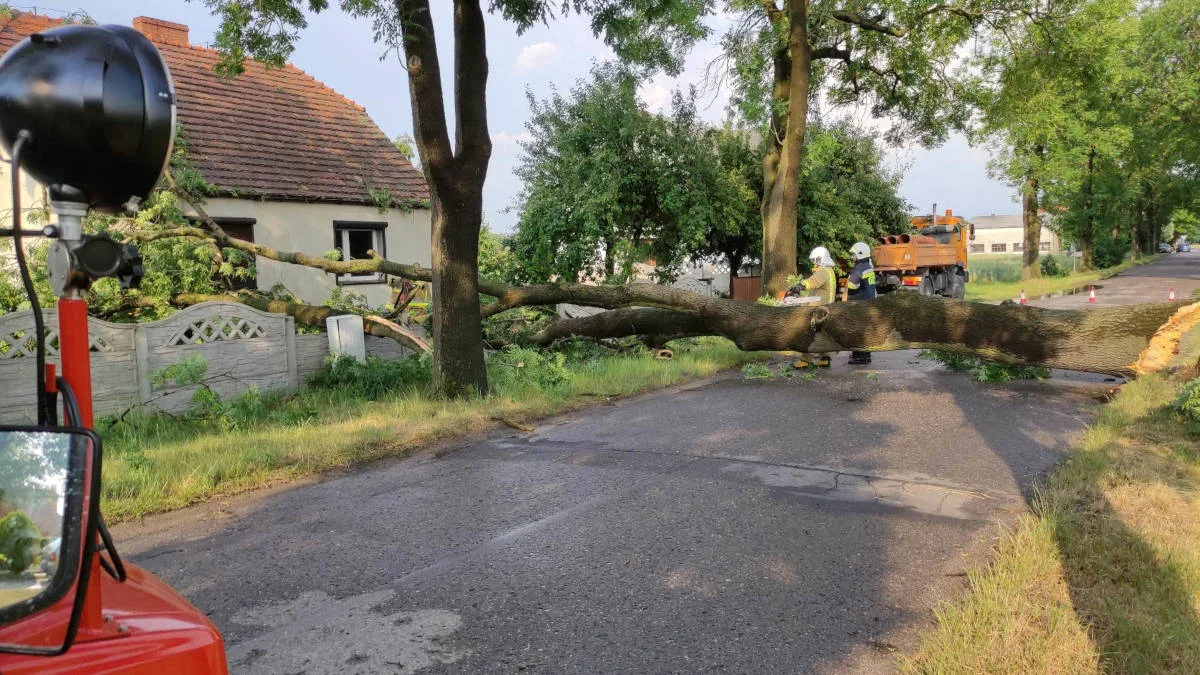 Stare drzewa przy drodze powiatowej stwarzają zagrożenie. Mieszkańcy alarmują - Zdjęcie główne