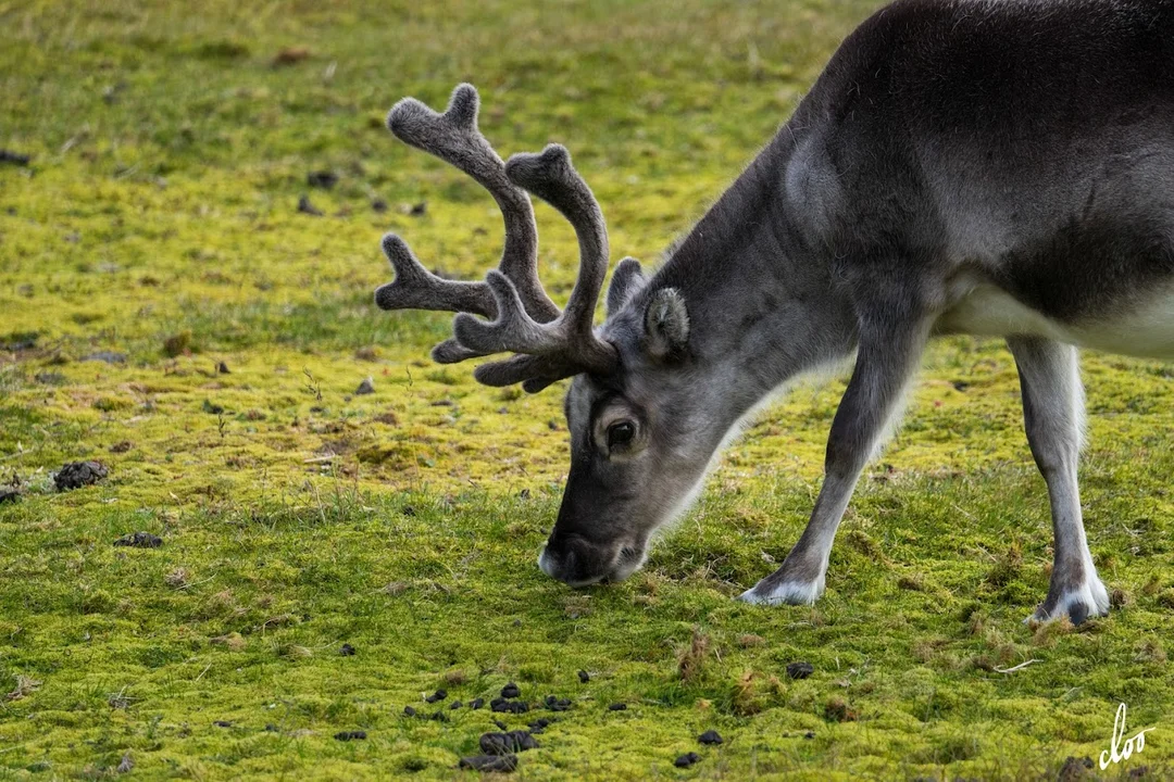 Wyprawa pleszewian na Spitsbergen