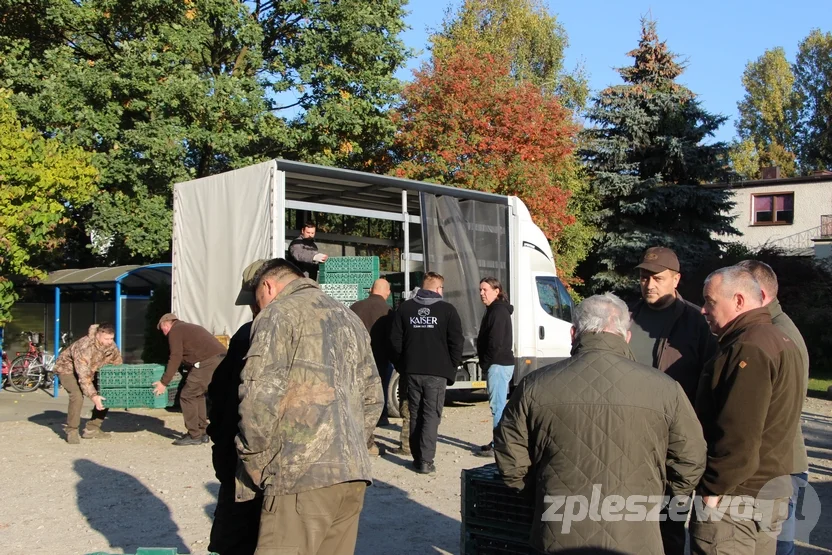 Wypuścili kuropatwy na terenie powiatu pleszewskiego